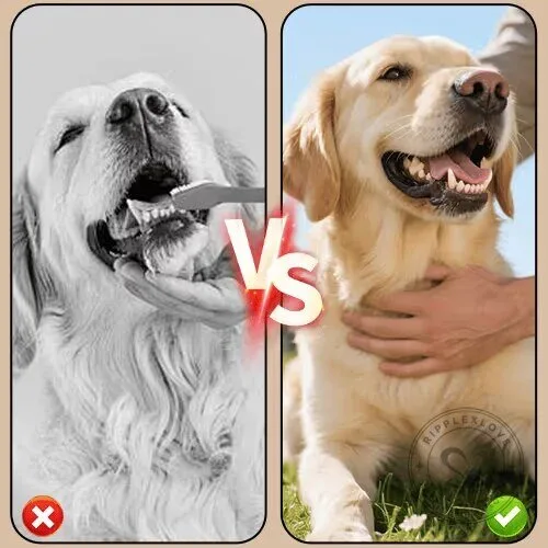 Pet Oral Tartar Remover Foaming Spray for Dog and Cat Dental Care 12 Pet Oral Tartar Remover Foaming Spray for Dog and Cat Dental Care
